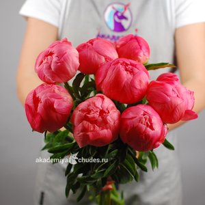 Букет из 9 пионов "Корал шарм"