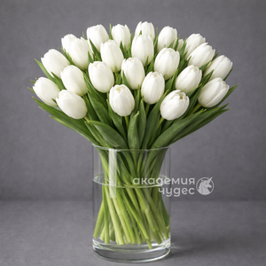 25 белых тюльпанов без упаковки